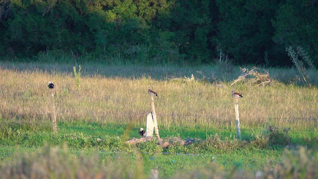 Ringed Teal - ML612732597