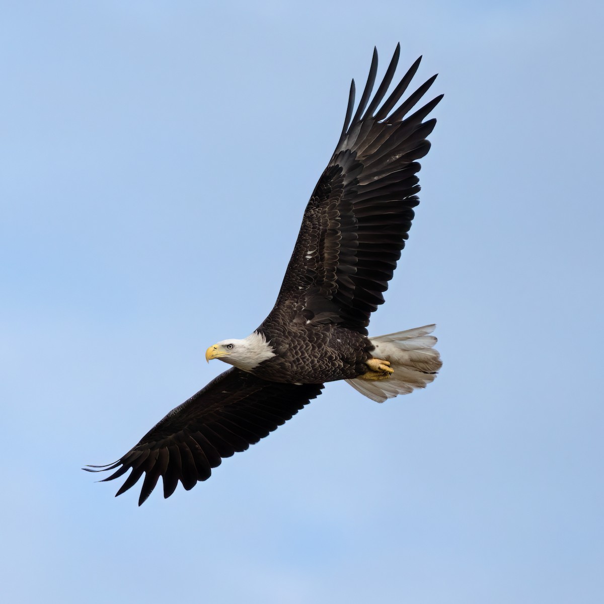 Bald Eagle - ML612732609