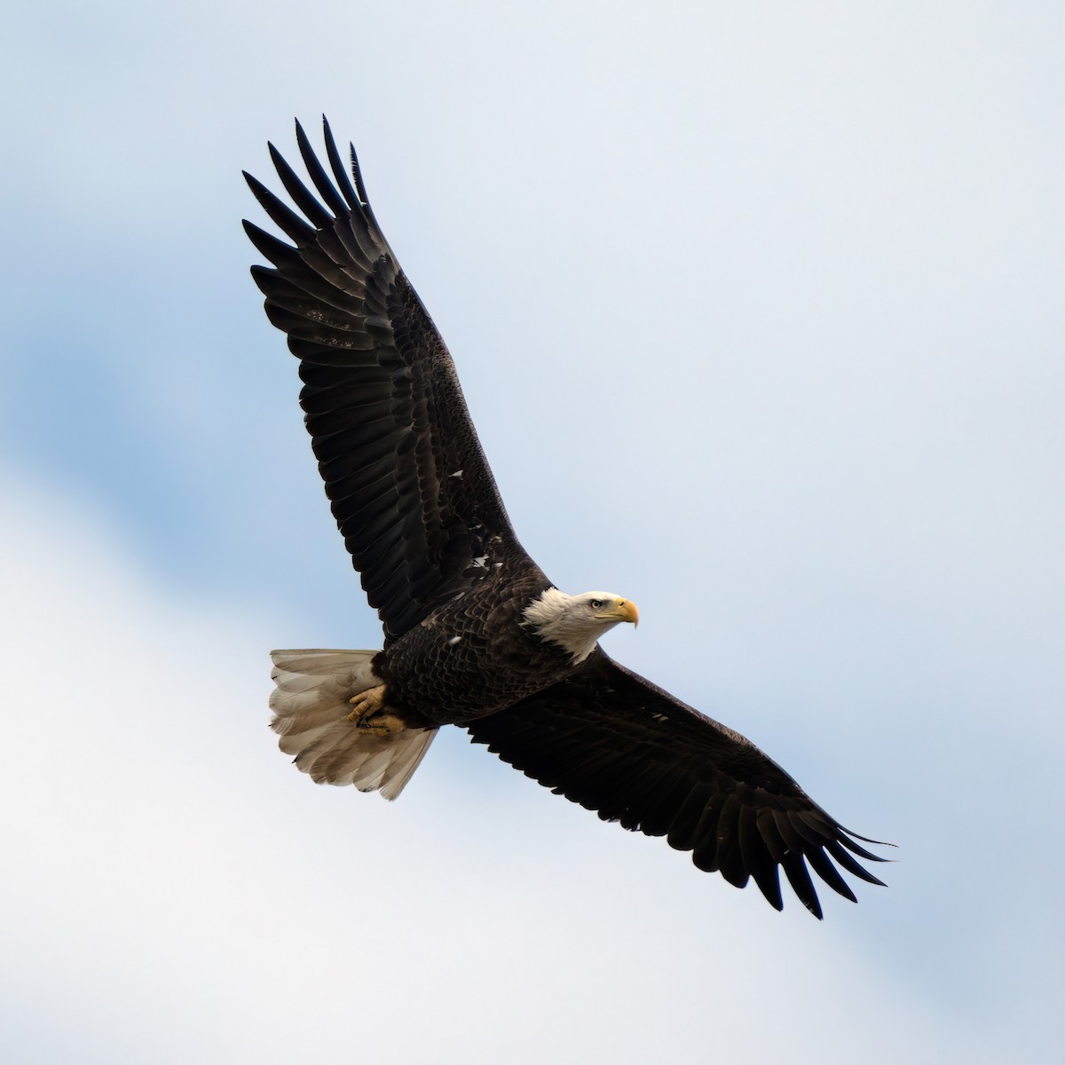 Bald Eagle - ML612732610