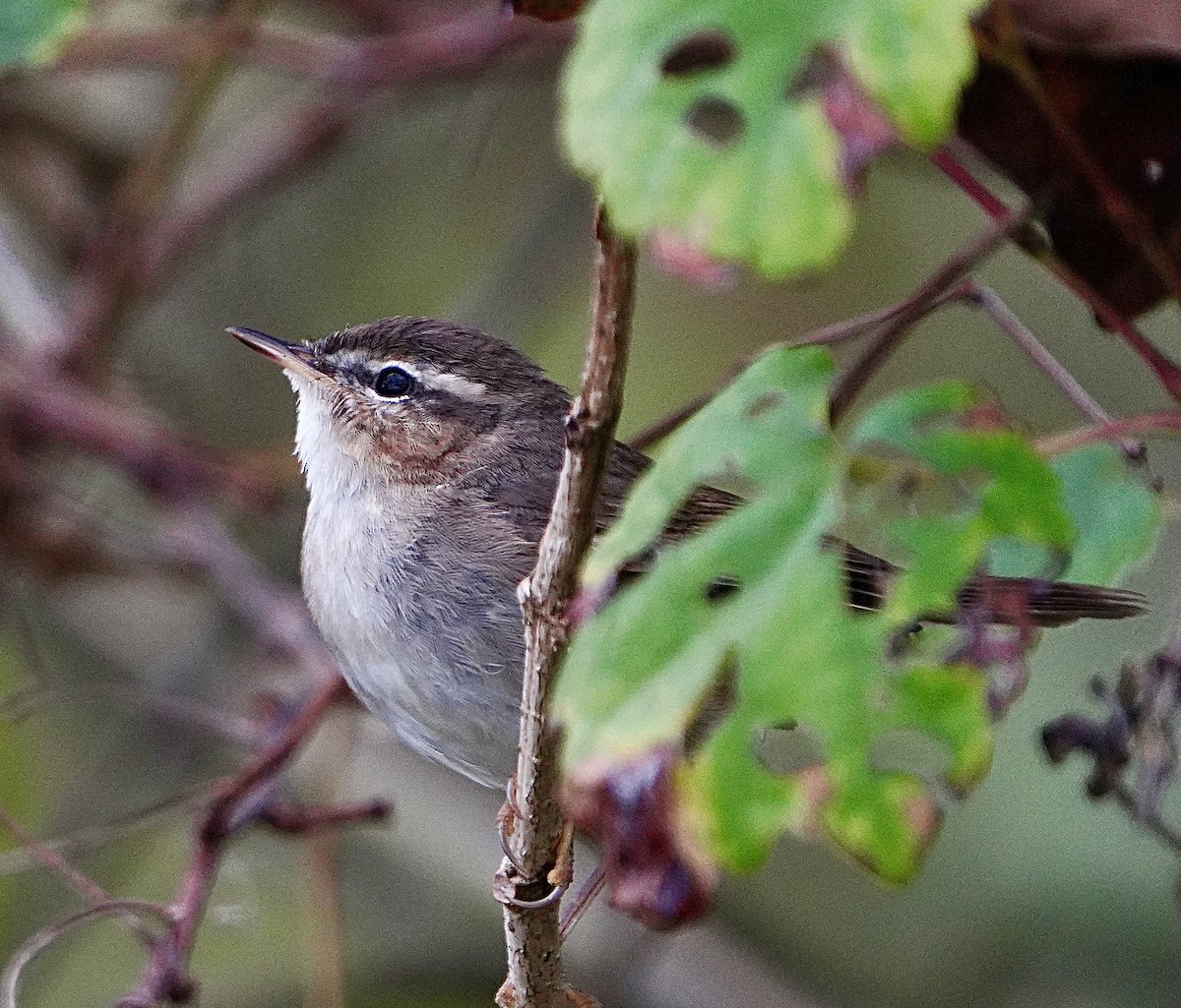 Dusky Warbler - ML612732699