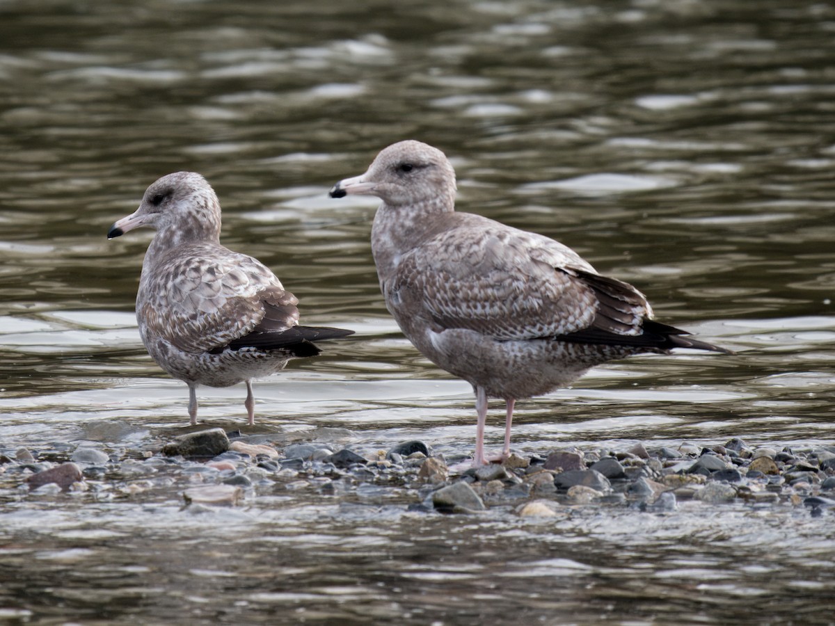 Gaviota Californiana - ML612732702