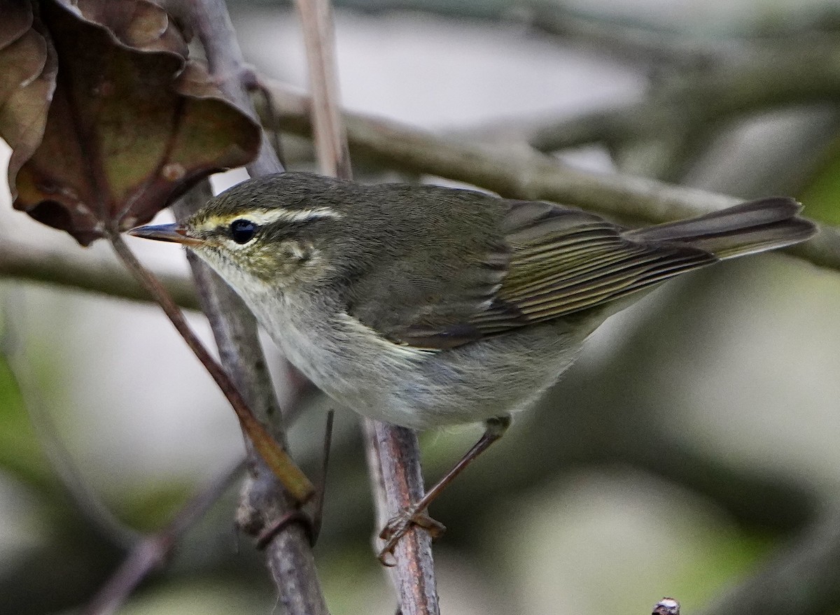 Arctic Warbler - ML612732706