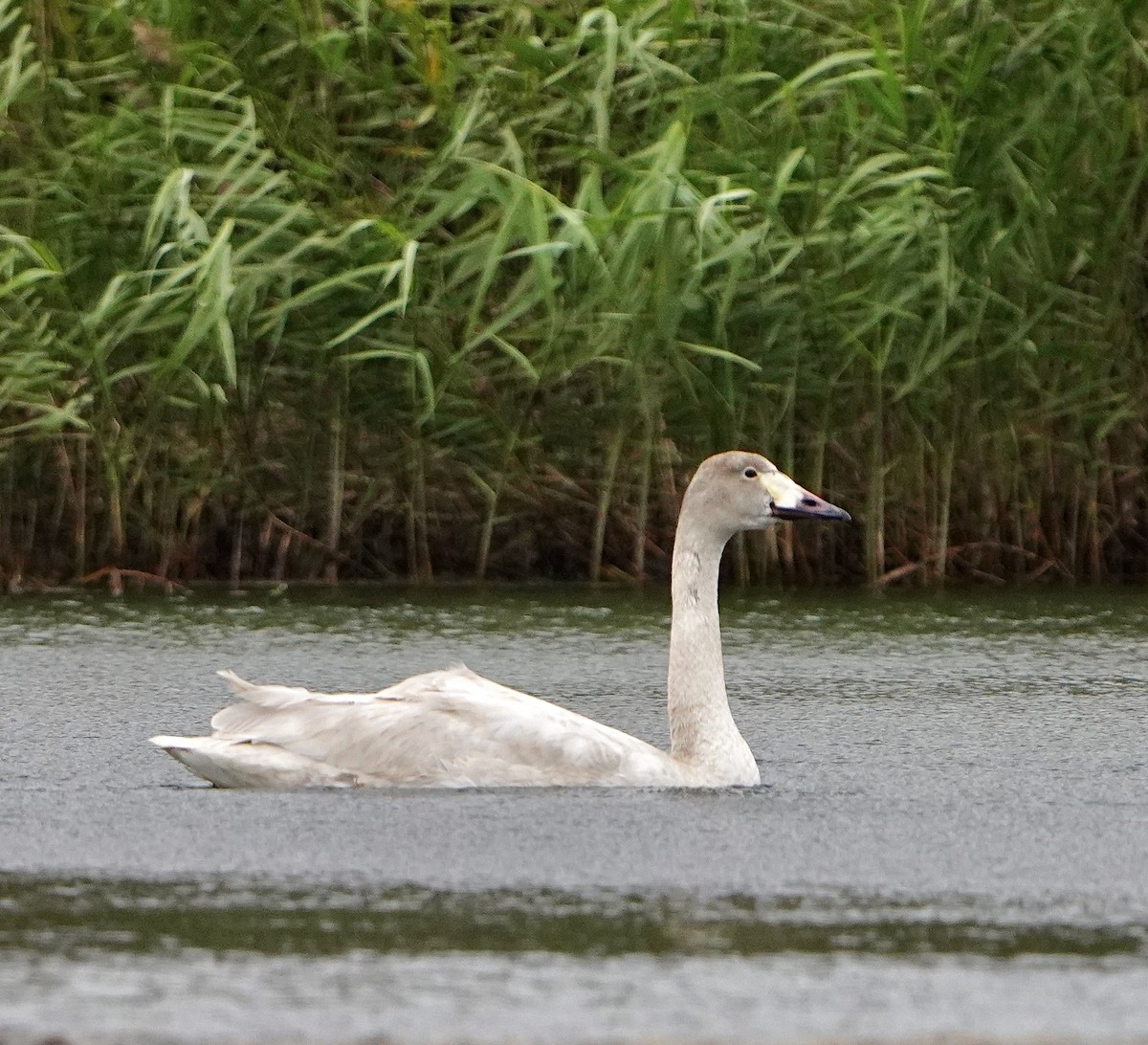 Tundra Swan - ML612732747