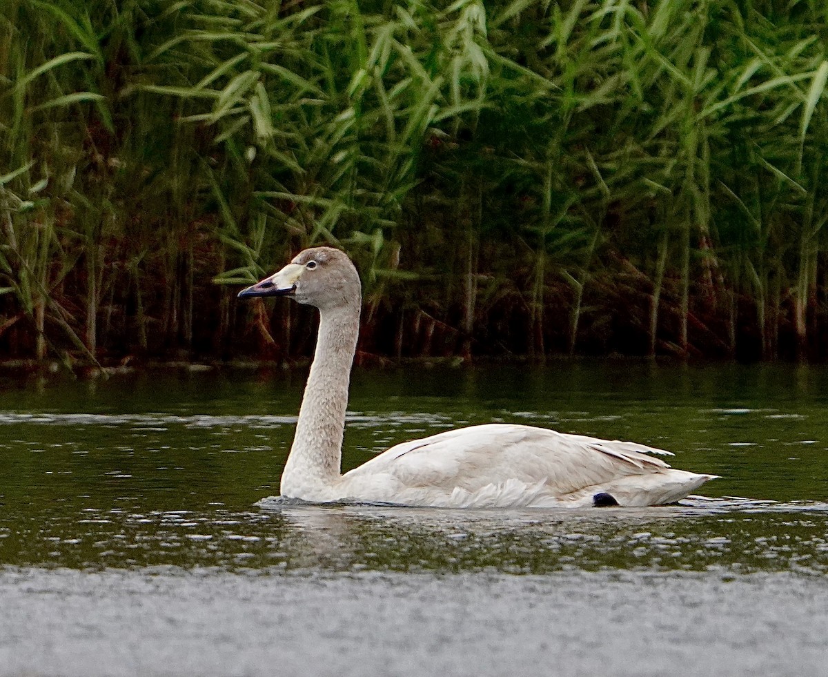 Tundra Swan - ML612732748