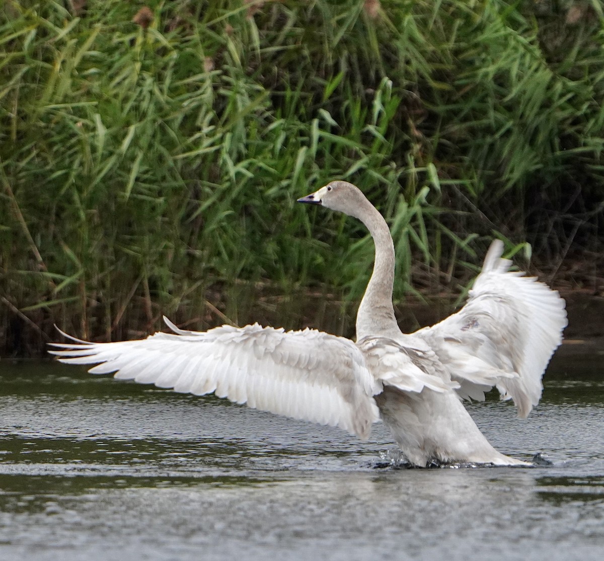 Tundra Swan - ML612732749