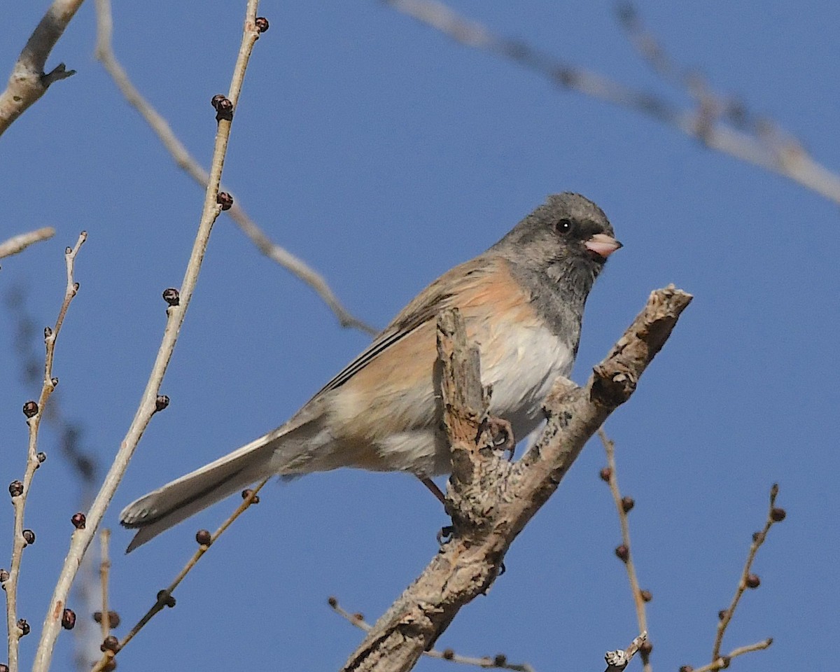 Dark-eyed Junco (Oregon) - ML612732764