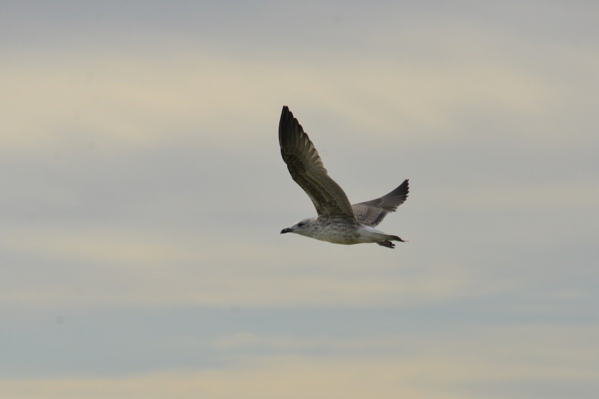 Lesser Black-backed Gull - ML612732774