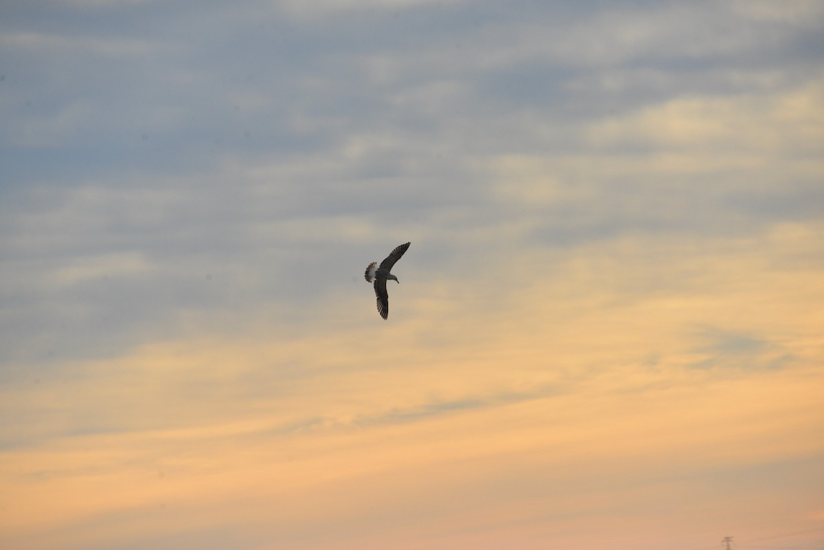 Lesser Black-backed Gull - Larry Hooge