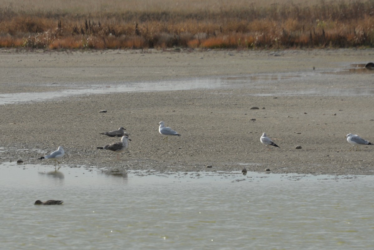 Lesser Black-backed Gull - Larry Hooge