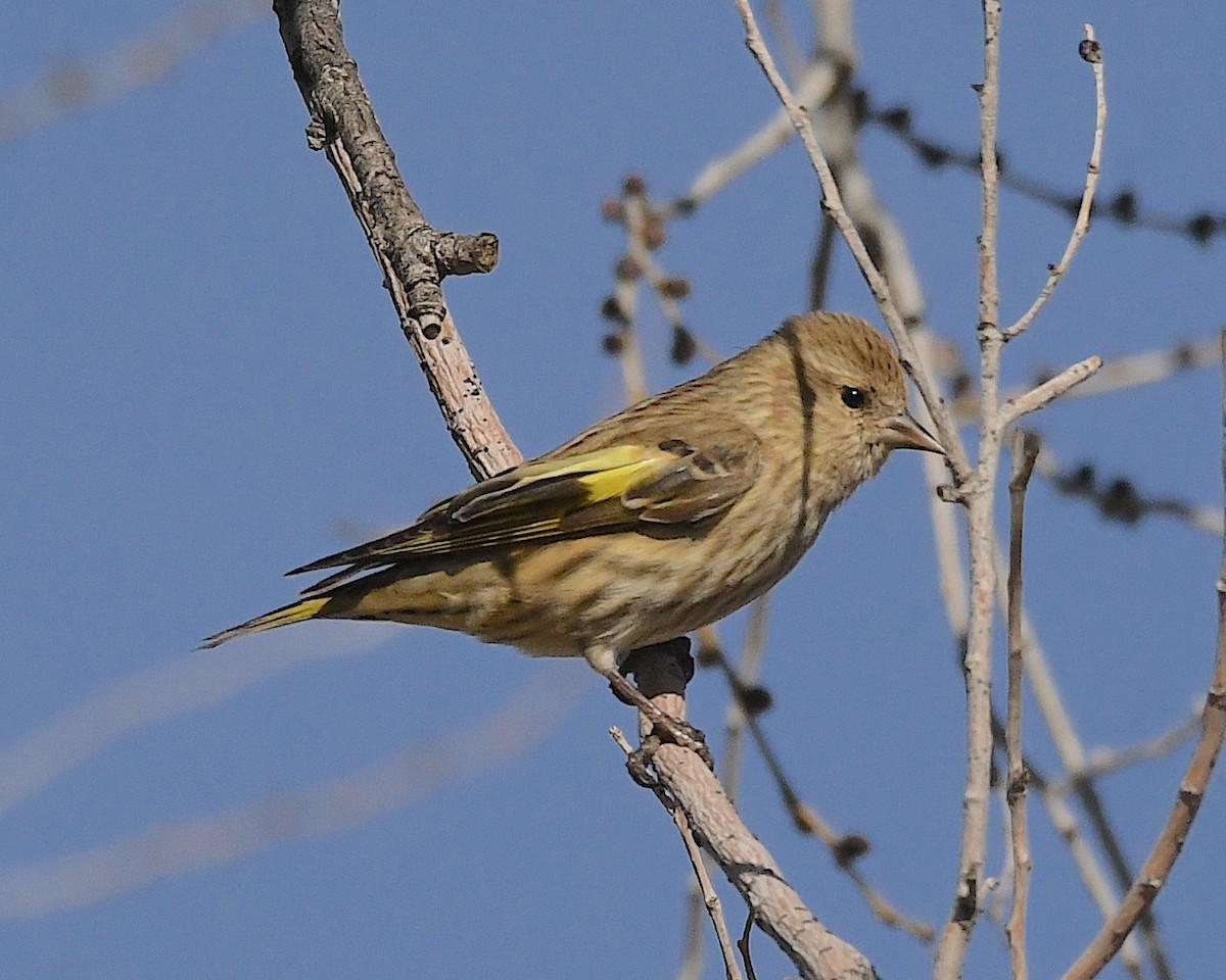 Pine Siskin - ML612732808