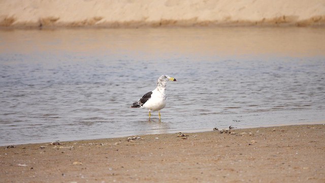 Gaviota Cangrejera - ML612732811