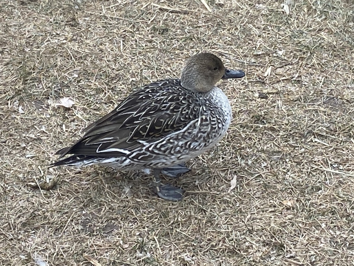 Northern Pintail - ML612732823