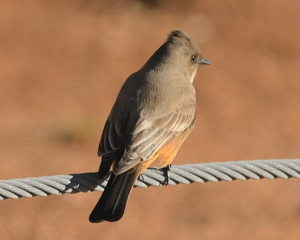 Say's Phoebe - ML612732901