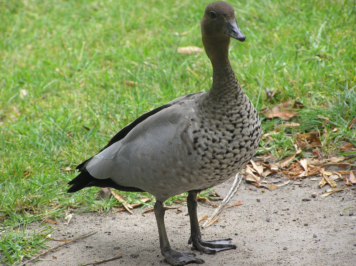 Maned Duck - ML612732907