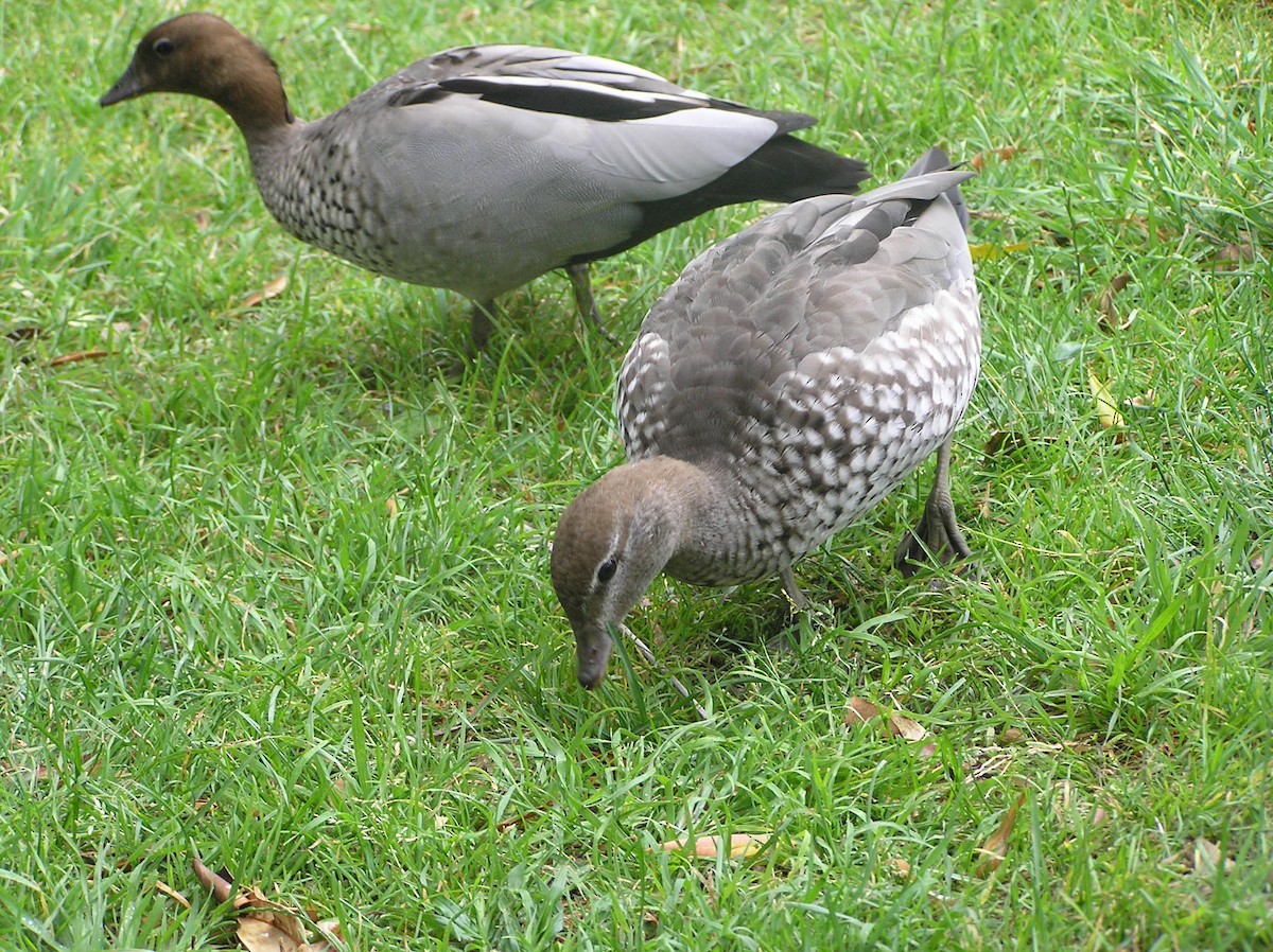 Maned Duck - ML612732908