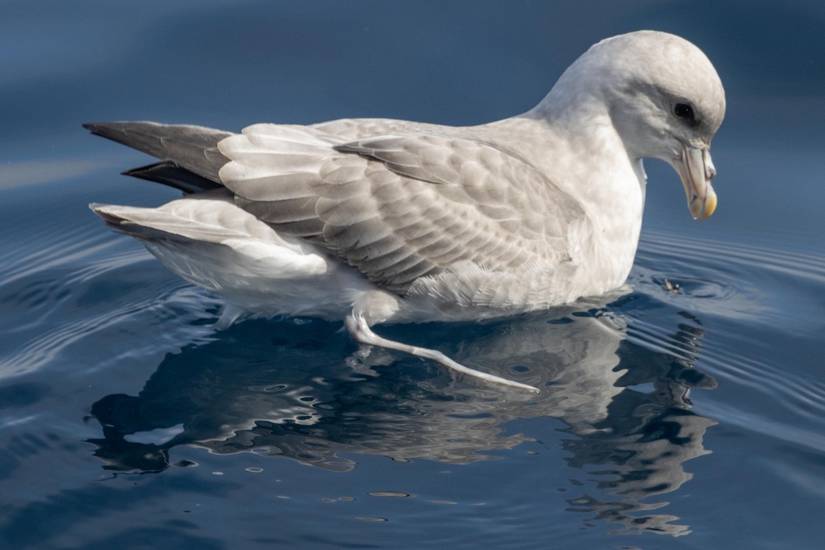 Northern Fulmar - dan davis