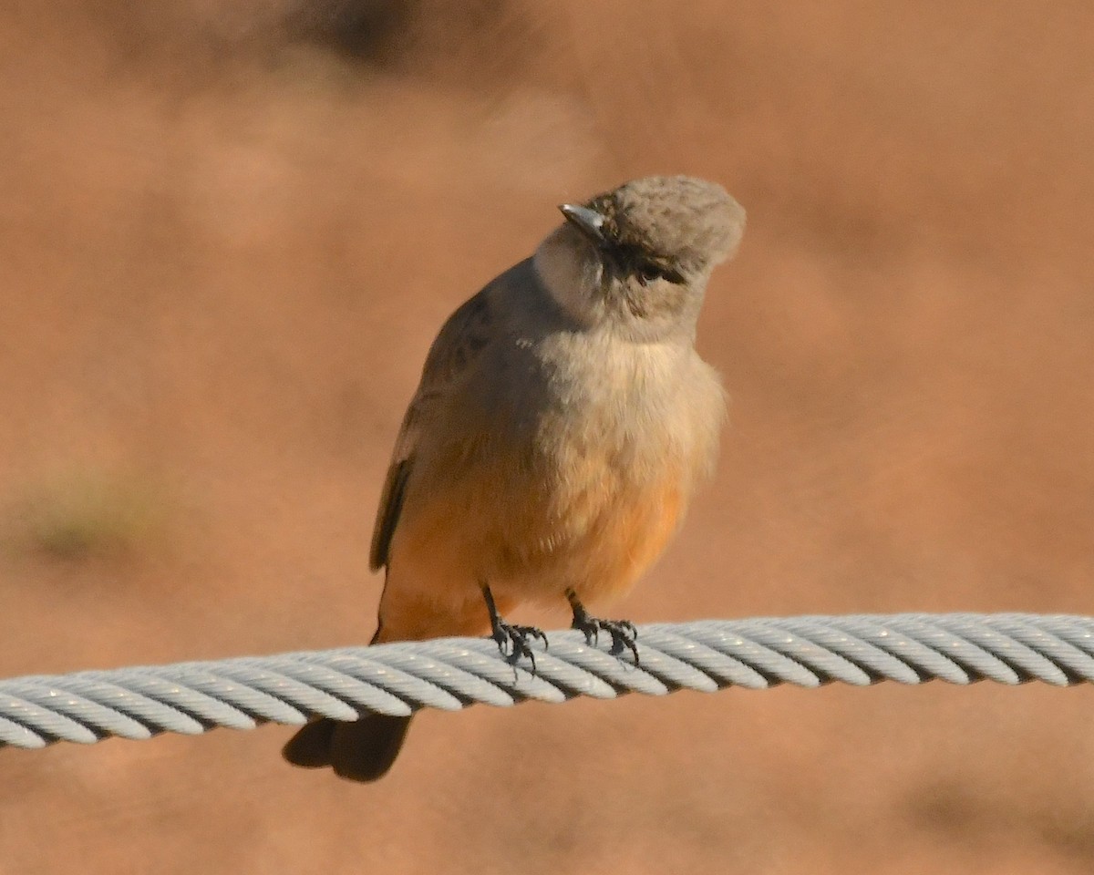 Say's Phoebe - ML612732929