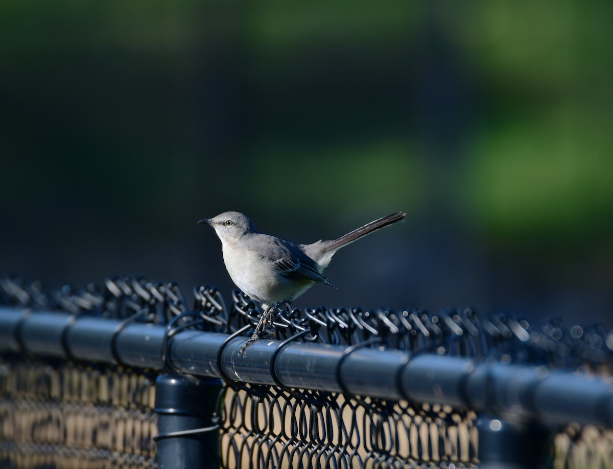 Northern Mockingbird - Chaiby Leiman