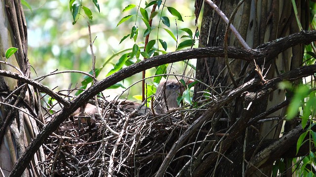 Red-legged Seriema - ML612732988