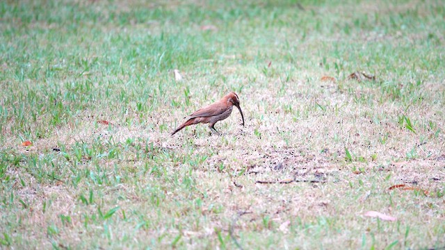 Scimitar-billed Woodcreeper - ML612733036