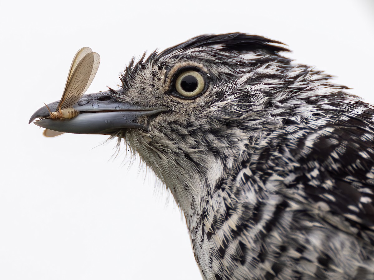 Barred Antshrike - ML612733046