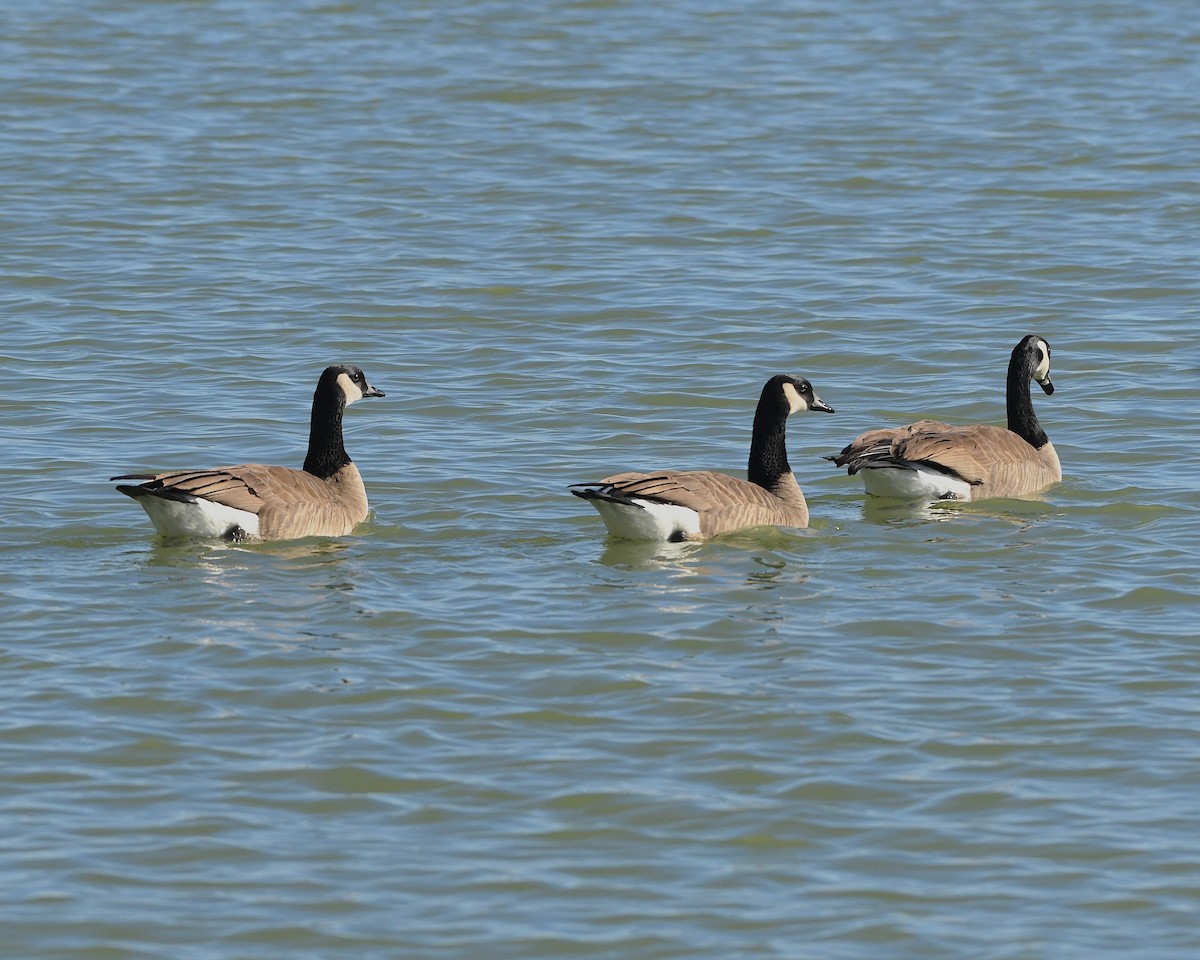 Canada Goose - ML612733062