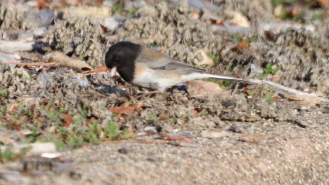 Dark-eyed Junco (Oregon) - ML612733112