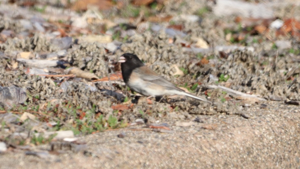 Dark-eyed Junco (Oregon) - ML612733113