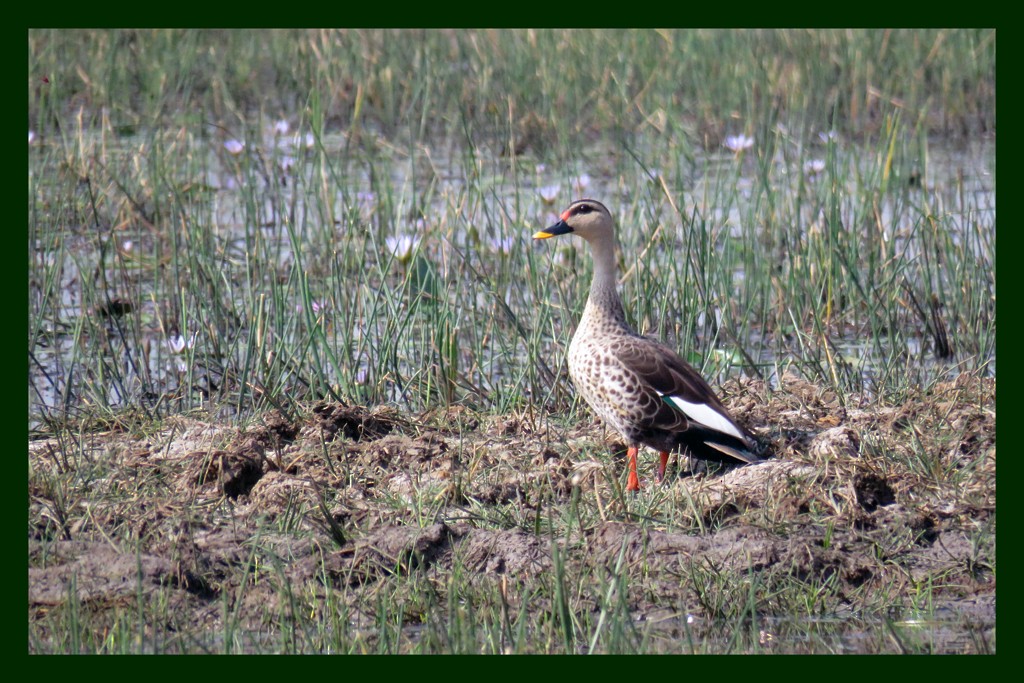 Canard à bec tacheté - ML612733159