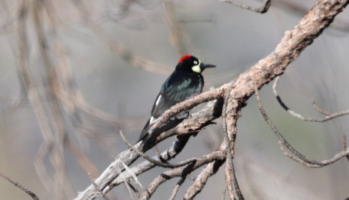 Acorn Woodpecker - ML612733183
