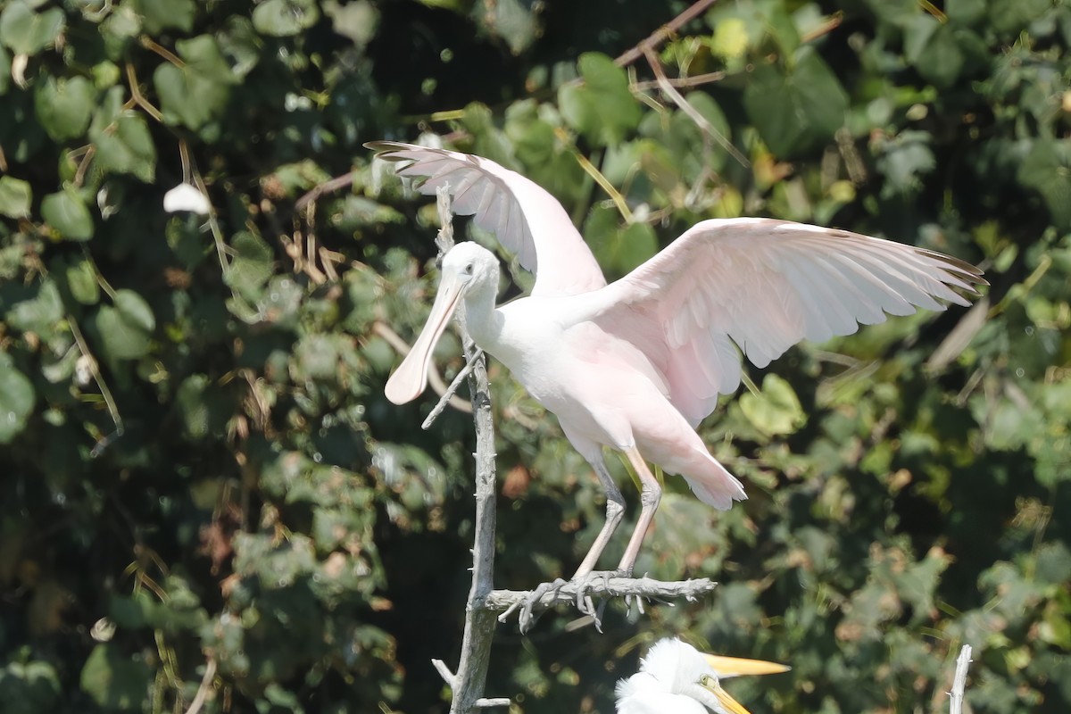 Roseate Spoonbill - ML612733186