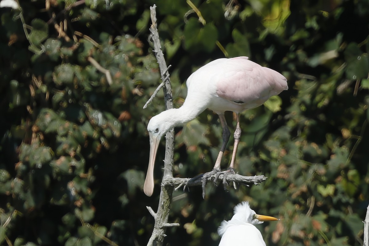 Roseate Spoonbill - ML612733188