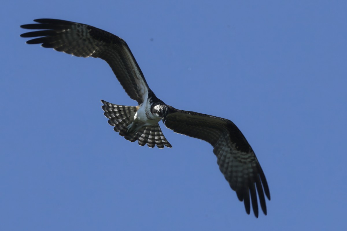 Osprey - ML612733192