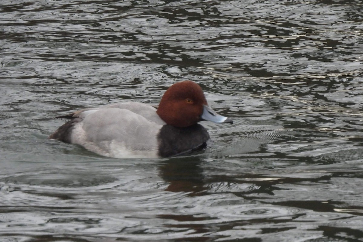 Redhead - ML612733195