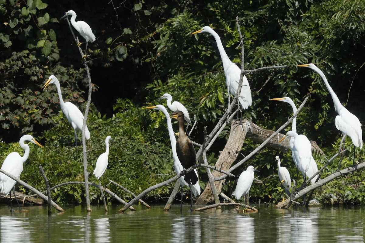 Great Egret - ML612733197