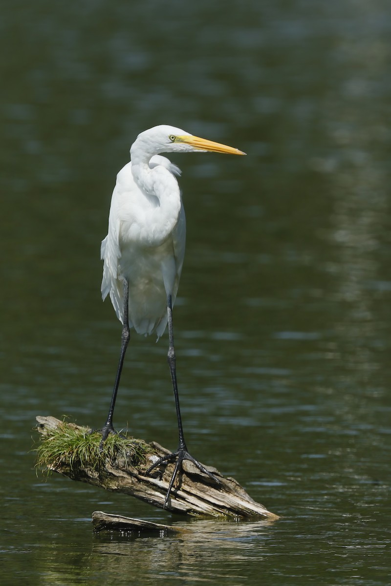 Great Egret - ML612733198