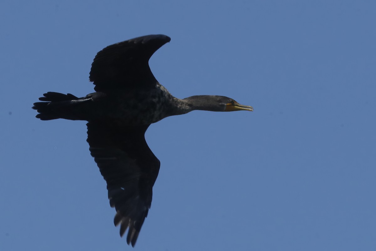 Double-crested Cormorant - ML612733203