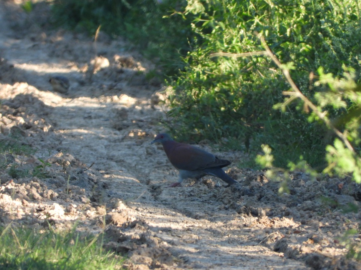 Pale-vented Pigeon - ML612733280