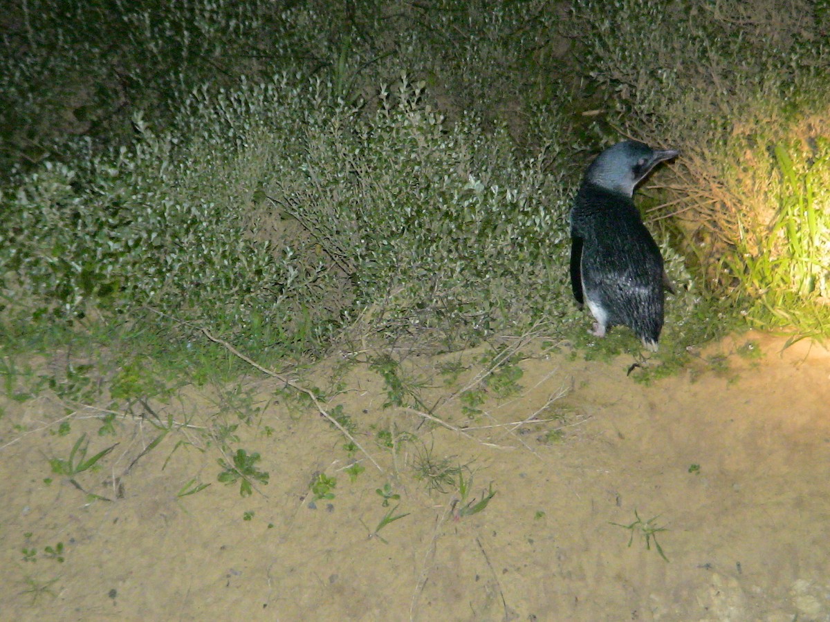 コビトペンギン - ML612733292