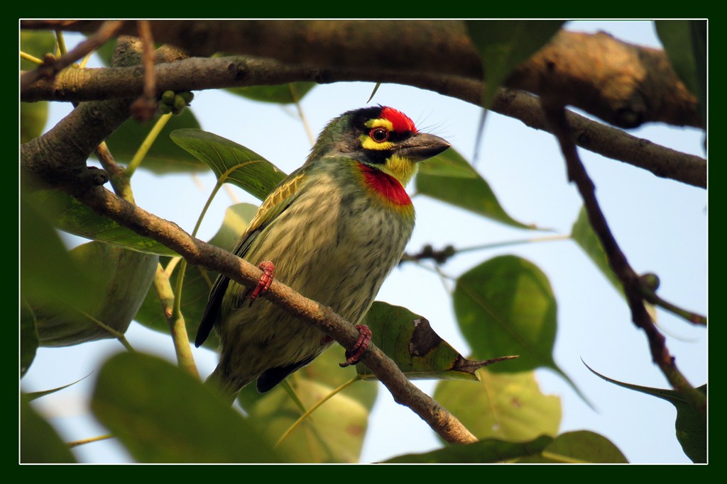 Coppersmith Barbet - ML612733309