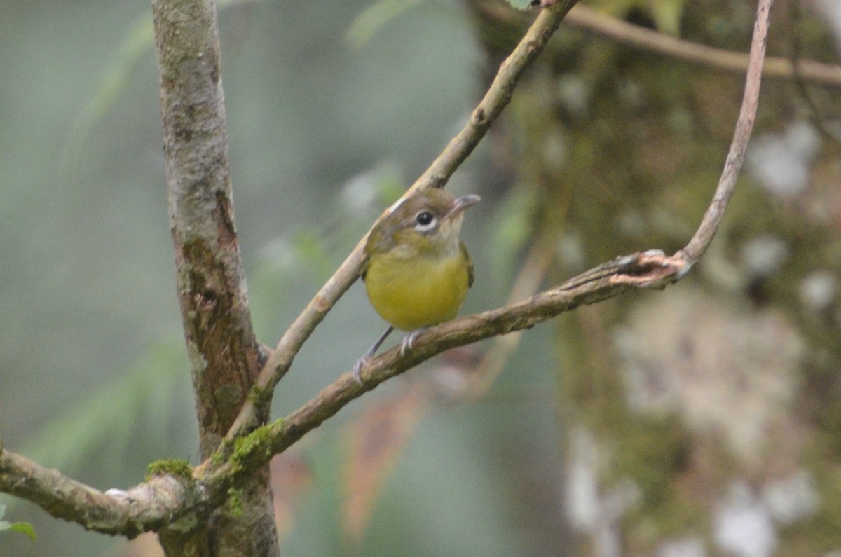 Rotstirn-Würgervireo - ML612733311