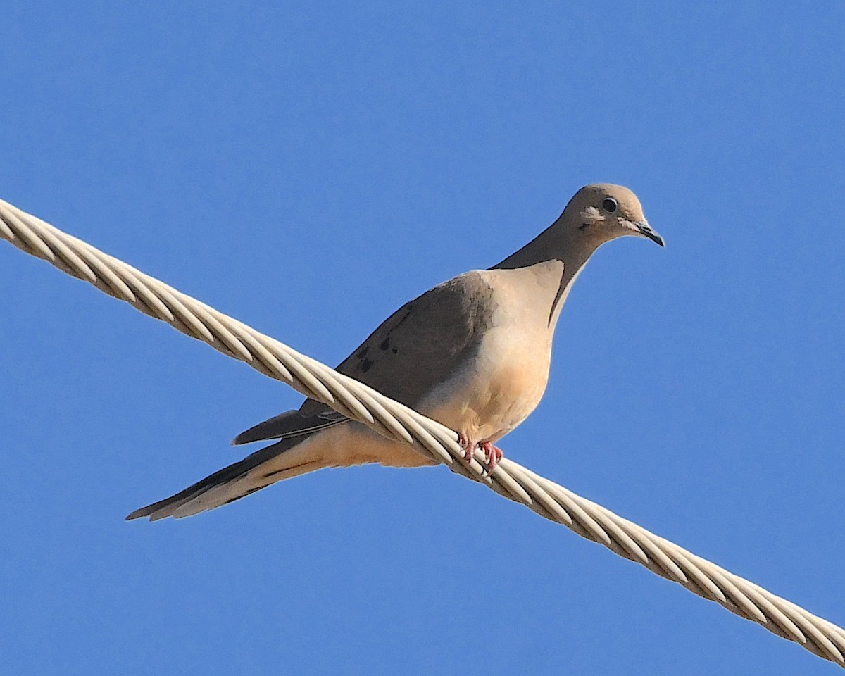 Mourning Dove - ML612733344