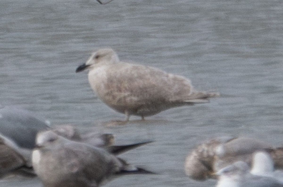 Glaucous-winged Gull - ML612733346