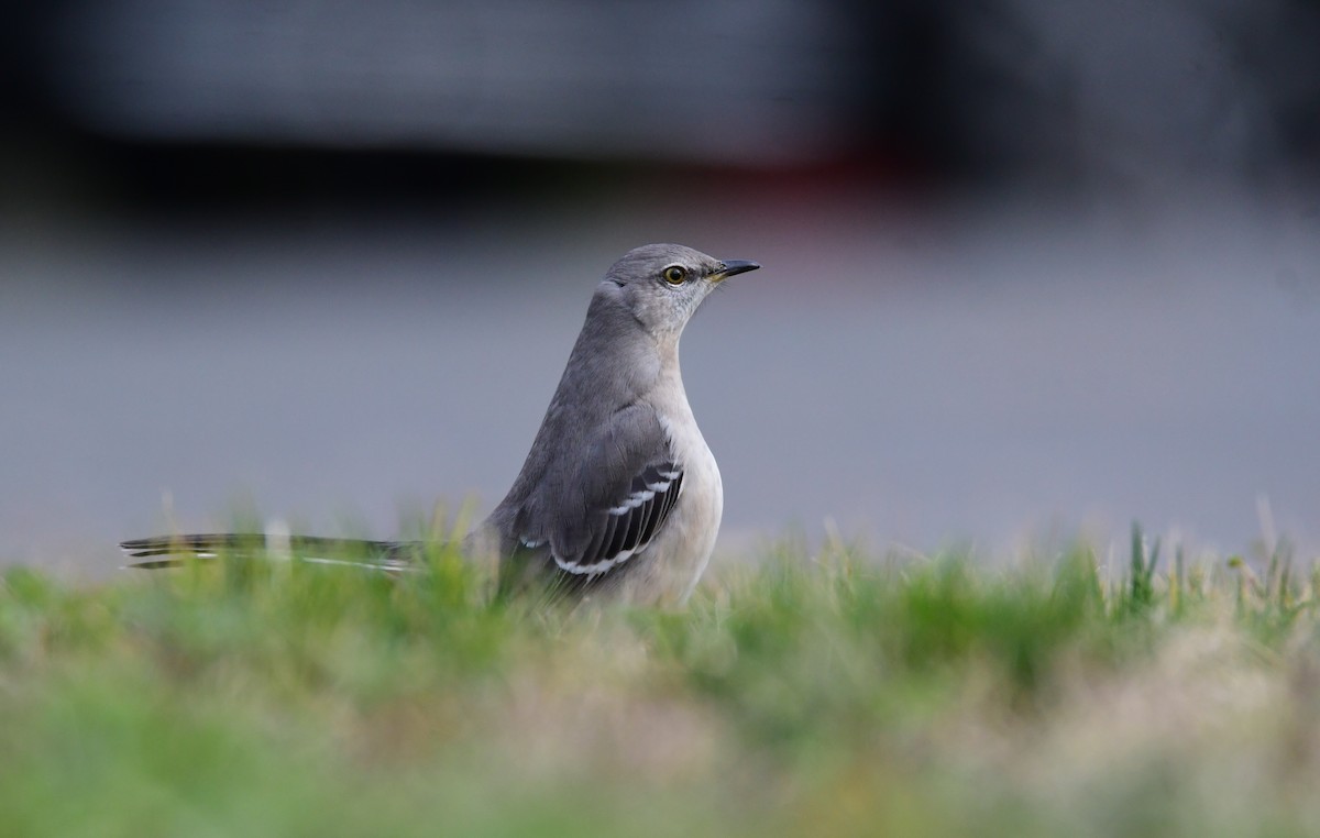 Northern Mockingbird - ML612733358