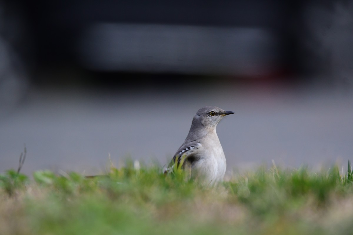 Northern Mockingbird - ML612733361