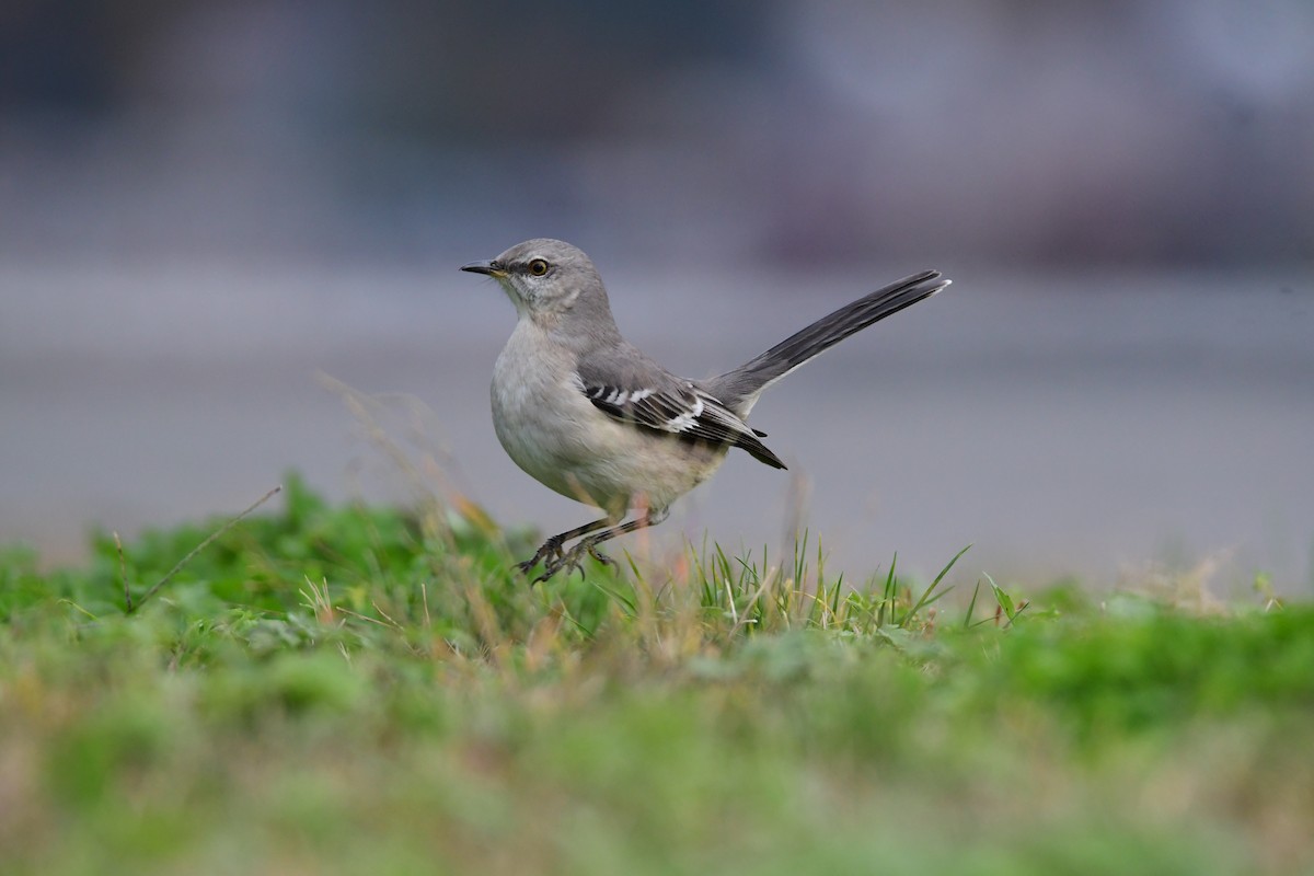 Northern Mockingbird - ML612733367