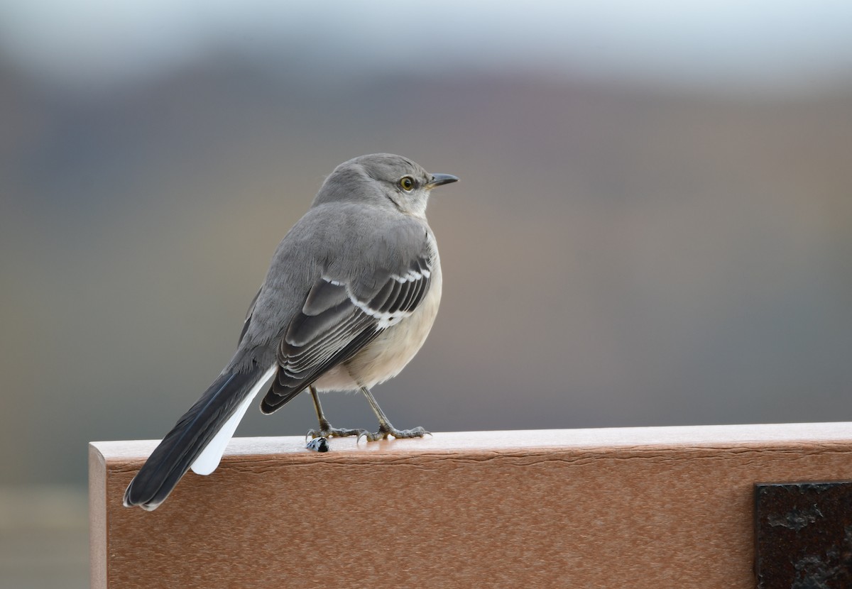 Northern Mockingbird - ML612733373