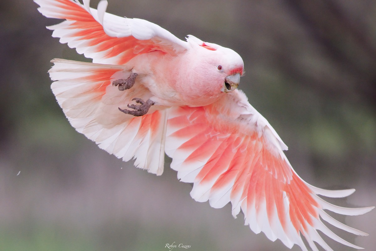 Pink Cockatoo - Robyn Cuzens