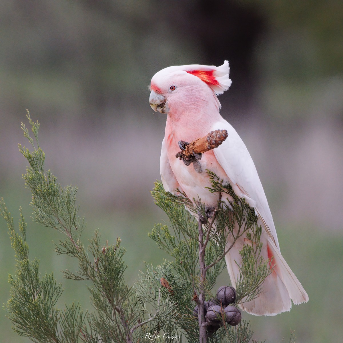 Pink Cockatoo - Robyn Cuzens