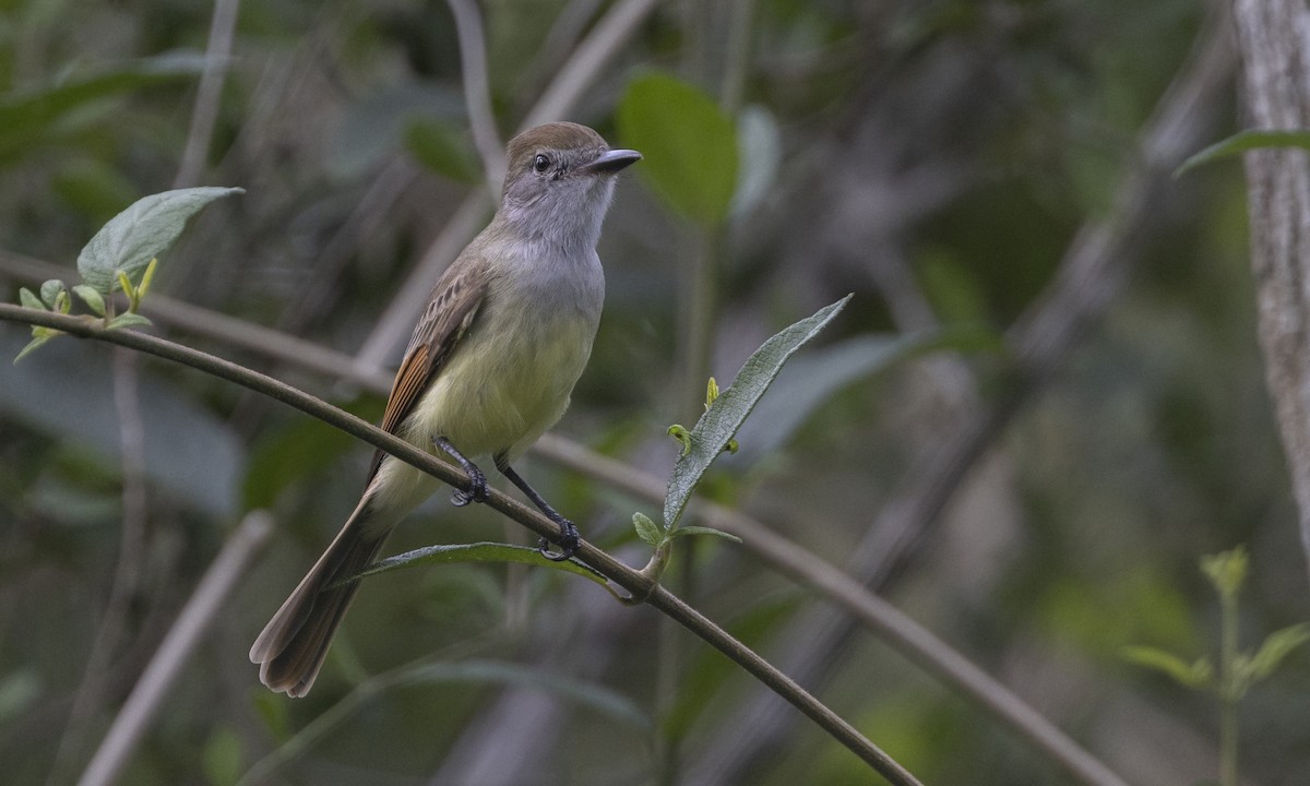 Yucatan Flycatcher - Zak Pohlen